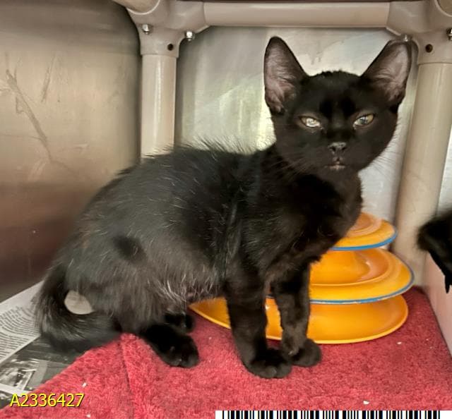 Sam - Domestic Short Hair