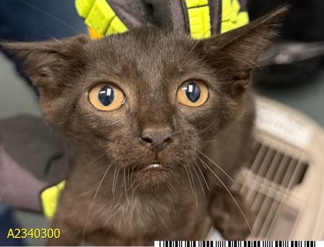 Penny - Domestic Short Hair