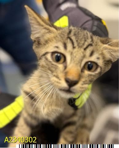 Quarter - Domestic Short Hair