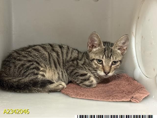 Tara - Domestic Short Hair