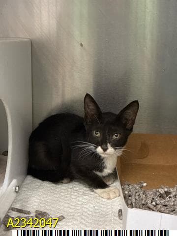 Taron - Domestic Short Hair