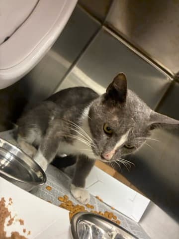 Francis - Domestic Short Hair