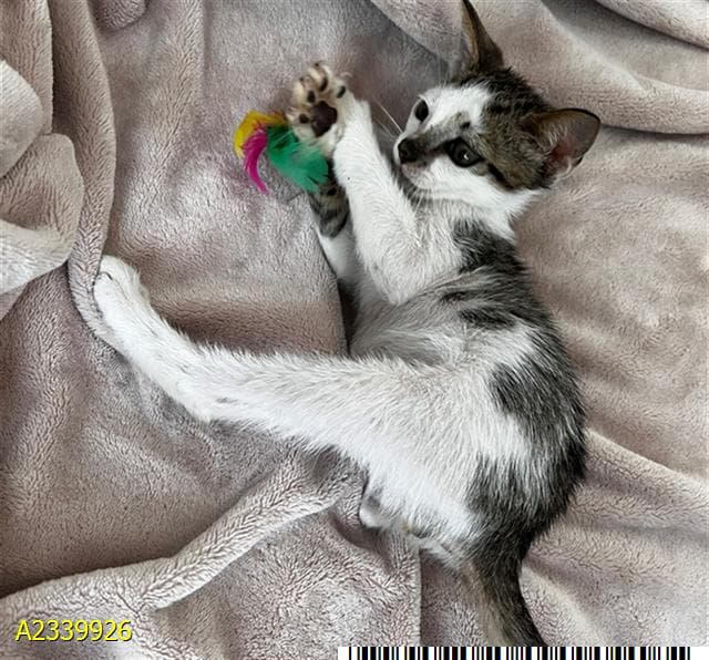 Mochi - Domestic Short Hair