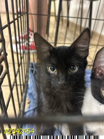 Michael Meowers - Domestic Medium Hair