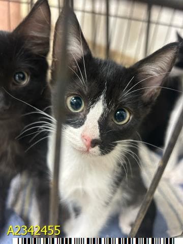 Catty Bates - Domestic Short Hair