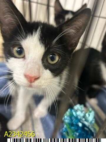 Freddy Purrger - Domestic Short Hair