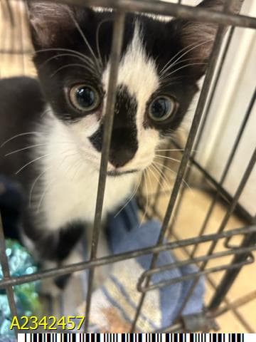 Ghostface - Domestic Short Hair