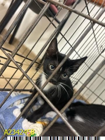 Carrie - Domestic Short Hair