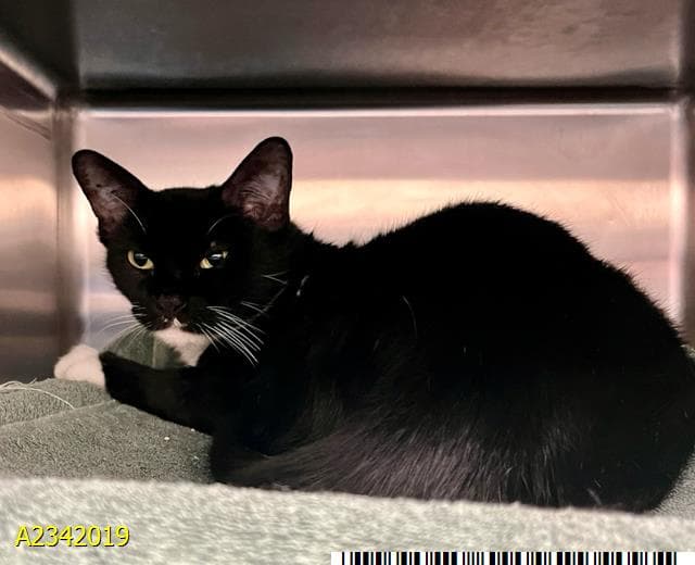 Minnie - Domestic Short Hair