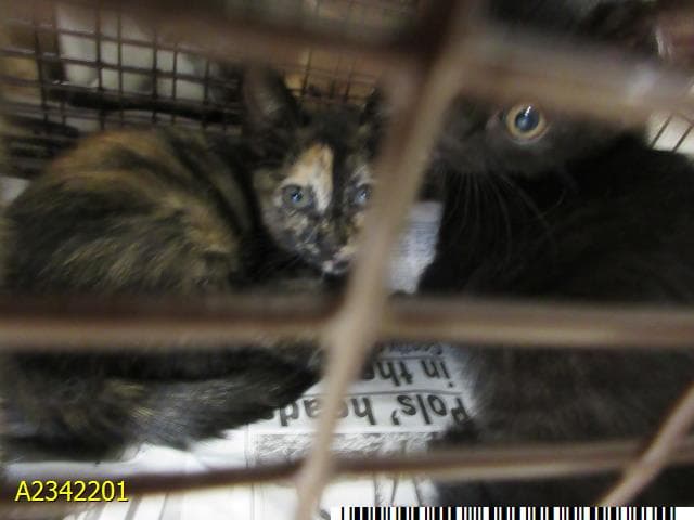 Ruby - Domestic Short Hair