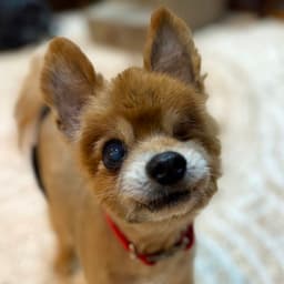 Remi image 1
