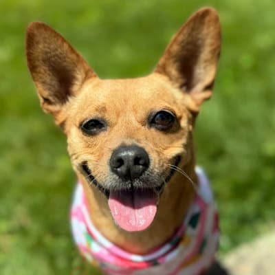 Dena - Corgi