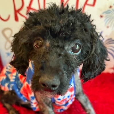 Stella - Poodle (unknown type)