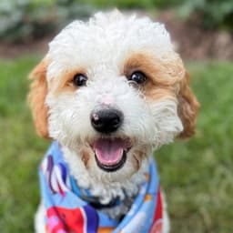 Teddy image 1