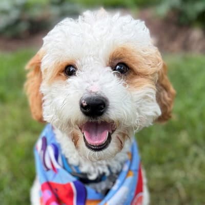 Teddy - Poodle (Toy)