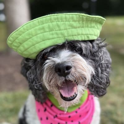 Daisy - Cockapoo