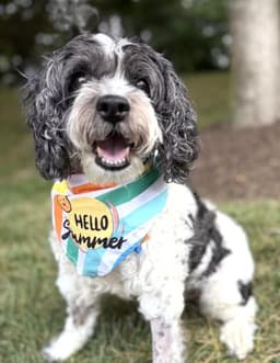 Daisy image 2