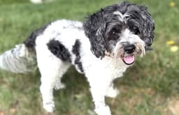 Daisy image 4