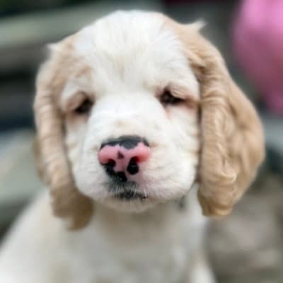 Bubba Bear - Cocker Spaniel