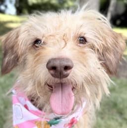 Phoebe image 1