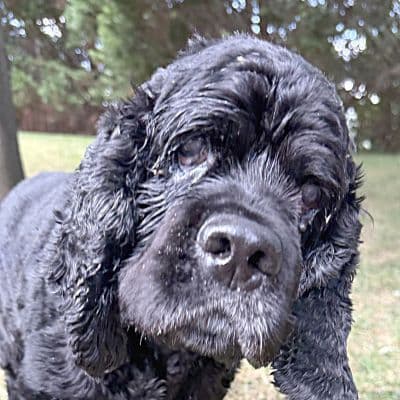 Spike - Cocker Spaniel