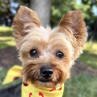 Tonya - Yorkshire Terrier Yorkie
