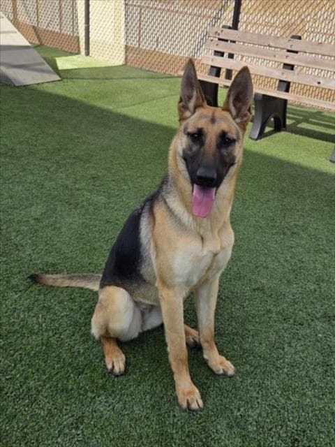 Forest - German Shepherd Dog