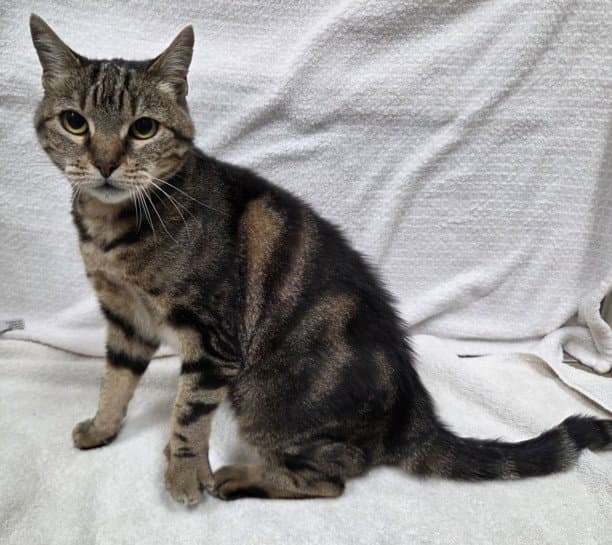 Galadriel - Domestic Short Hair