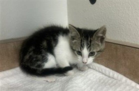 Dave - Domestic Short Hair