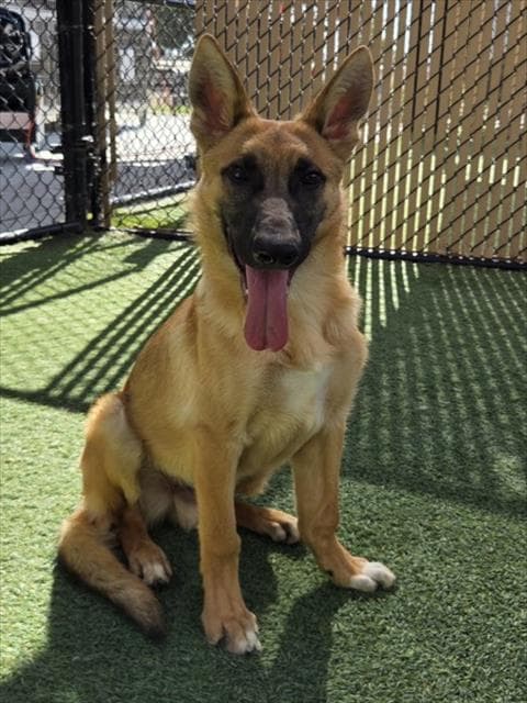 Hydro - German Shepherd Dog