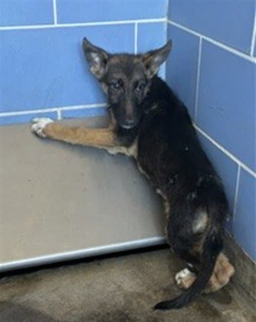 Yeti - German Shepherd Dog