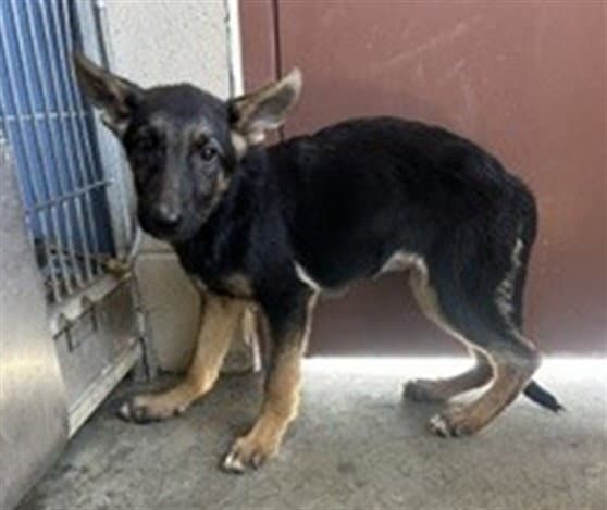 Dragon - German Shepherd Dog