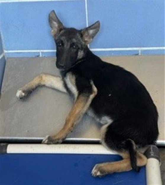 Phoenix - German Shepherd Dog