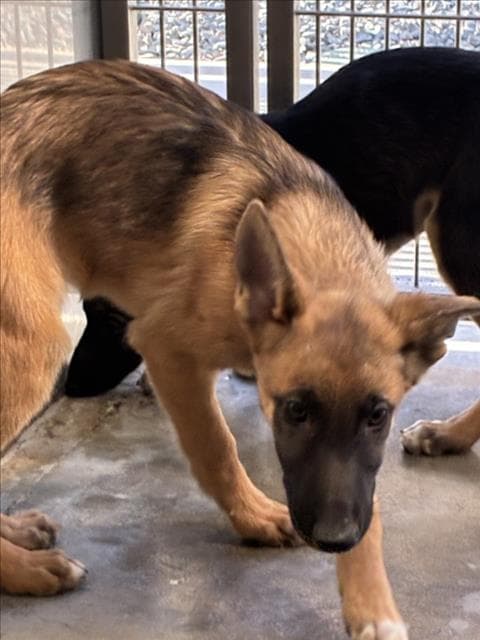 Gnome - German Shepherd Dog