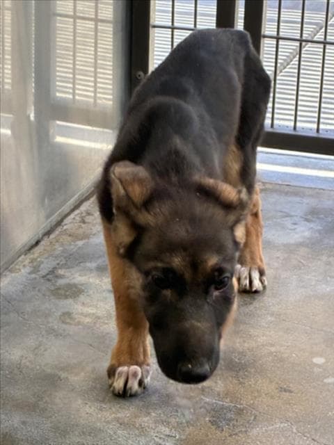 Banshee - German Shepherd Dog