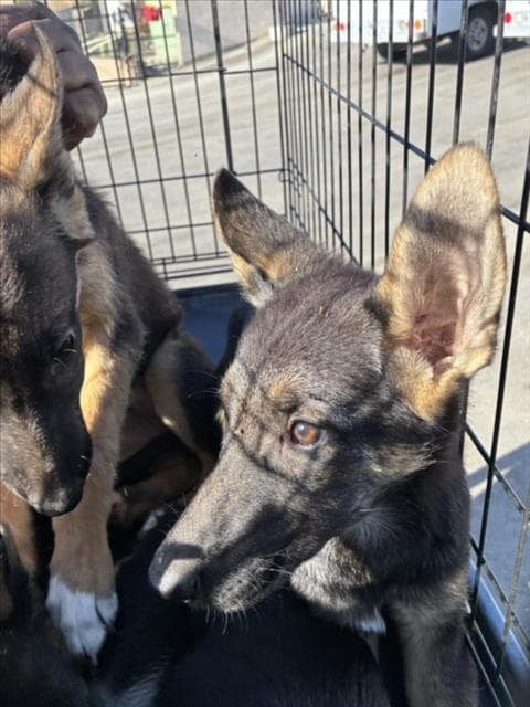 Chimera - German Shepherd Dog