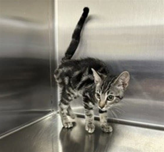 Lilly - Domestic Short Hair