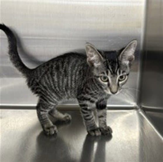 Rose - Domestic Short Hair