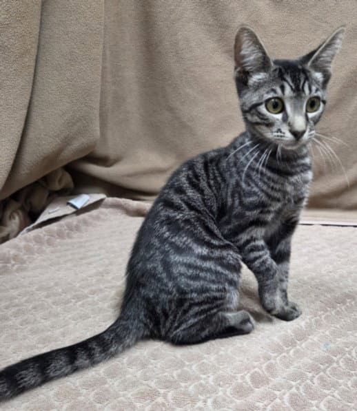 Rose - Domestic Short Hair