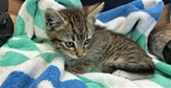 Steven - Domestic Short Hair