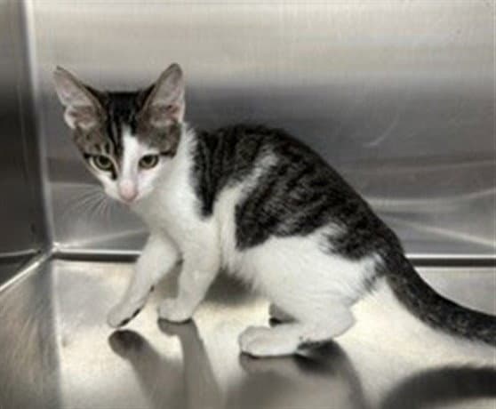 Frog - Domestic Short Hair