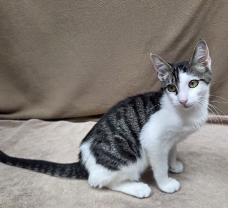Frog - Domestic Short Hair