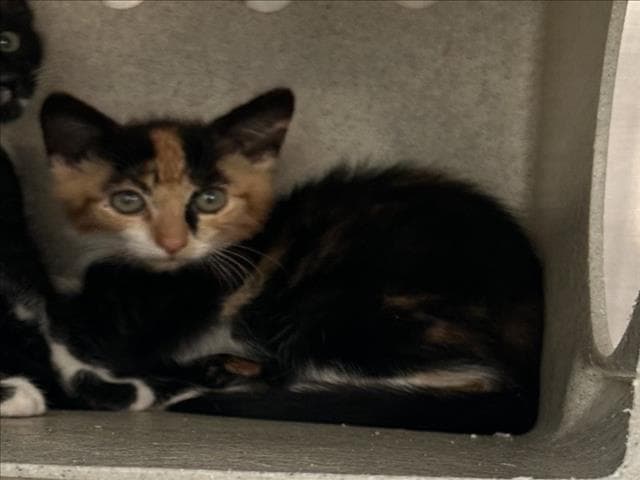 Amber - Domestic Short Hair
