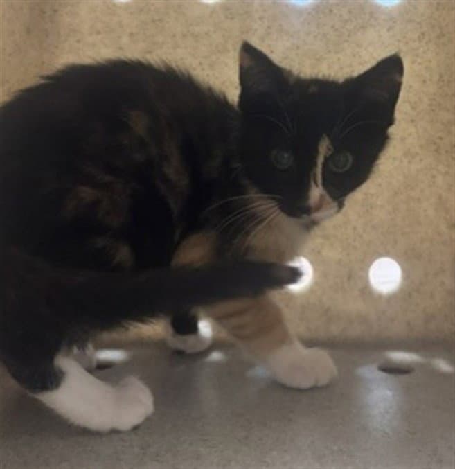 Agate - Domestic Short Hair