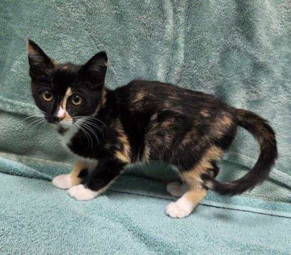 Agate - Domestic Short Hair