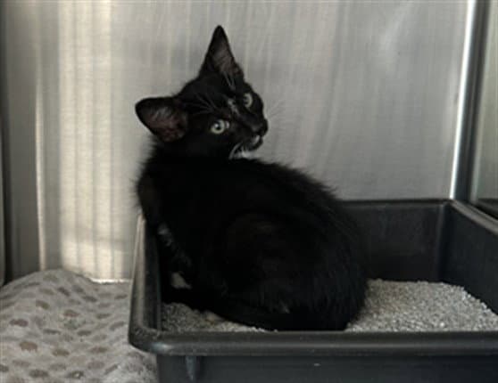 Diamond - Domestic Short Hair
