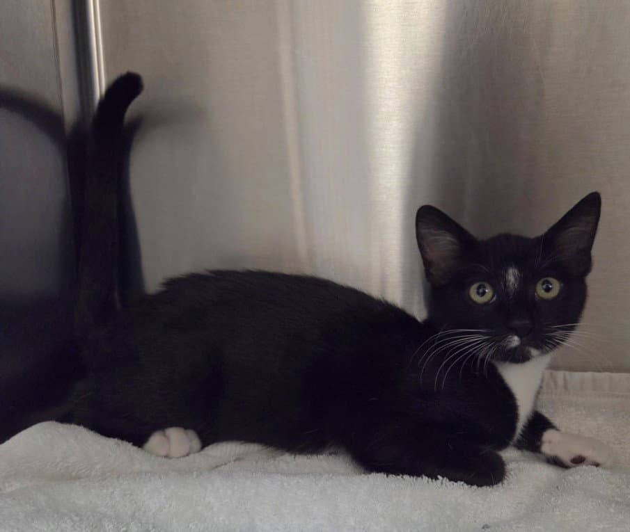 Diamond - Domestic Short Hair