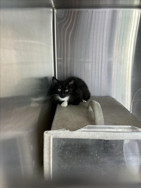 Tux - Domestic Short Hair