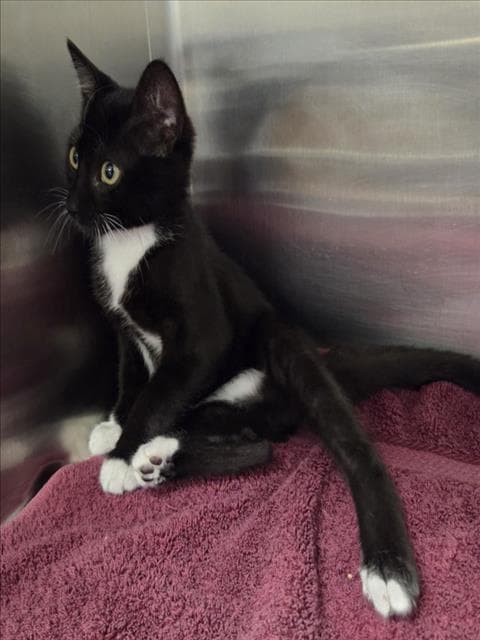 Tux - Domestic Short Hair