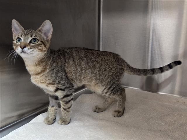 Zoey - Domestic Short Hair